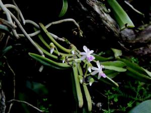 Sarcoglyphis mirabilis