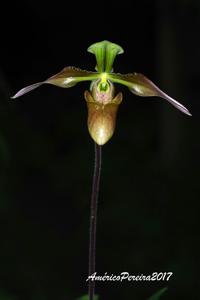 Paphiopedilum appletonianum