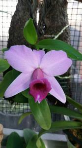 Cattleya praestans