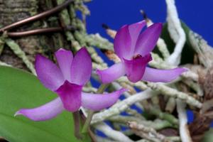 Meiracyllium trinasutum