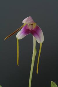 Masdevallia ludibunda