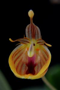 Restrepia nittiorhyncha