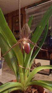 Paphiopedilum rothschildianum