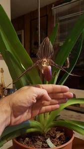 Paphiopedilum rothschildianum