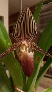 Paphiopedilum rothschildianum