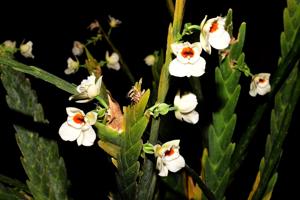 Lockhartia bennettii