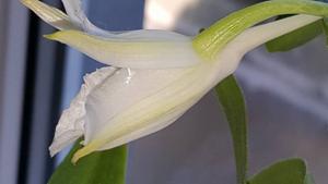 Dendrobium draconis