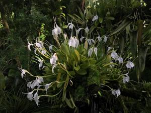 Masdevallia tovarensis