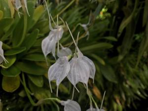 Masdevallia tovarensis