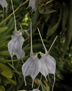 Masdevallia tovarensis