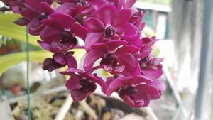 Rhynchostylis gigantea