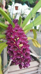 Rhynchostylis gigantea