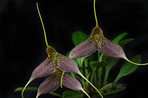 Masdevallia decumana