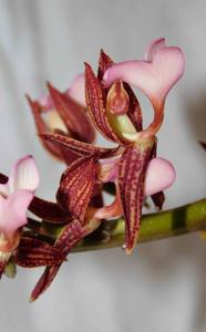 Mormodes warszewiczii