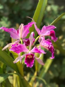 Cattleya purpurata