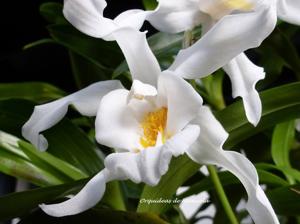 Coelogyne cristata