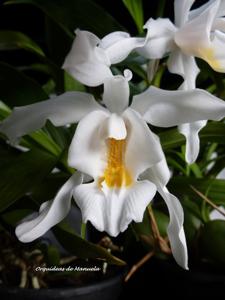 Coelogyne cristata