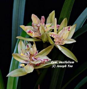 Cymbidium ensifolium