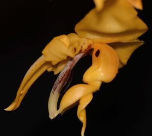 Stanhopea posadae