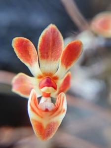 Thrixspermum fulgens