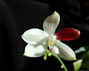 Phalaenopsis tetraspis