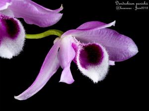 Dendrobium parishii