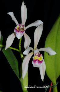 Cattleya iricolor