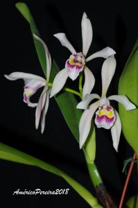 Cattleya iricolor