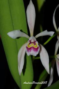 Cattleya iricolor