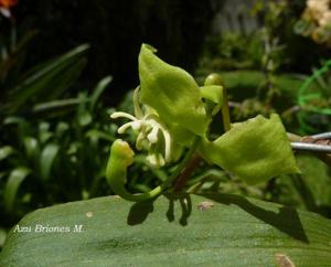 Cycnoches egertonianum