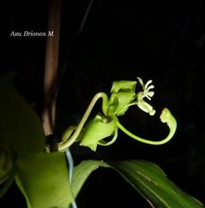 Cycnoches egertonianum