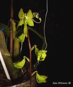 Cycnoches egertonianum