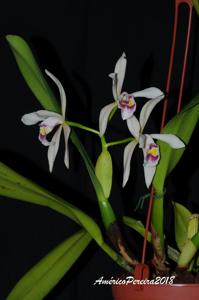 Cattleya iricolor