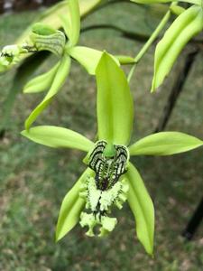 Coelogyne pandurata