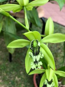 Coelogyne pandurata