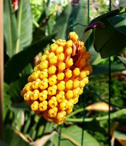 Robiquetia cerina