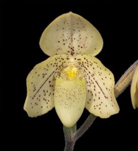 Paphiopedilum concolor