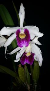 Cattleya purpurata