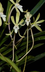 Vanda falcata