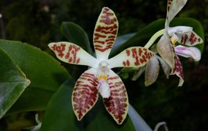 Phalaenopsis sumatrana