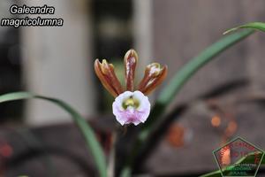 Galeandra magnicolumna