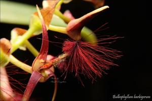 Bulbophyllum barbigerum