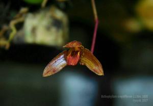 Bulbophyllum crepidiferum