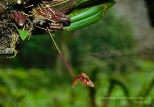 Bulbophyllum crepidiferum
