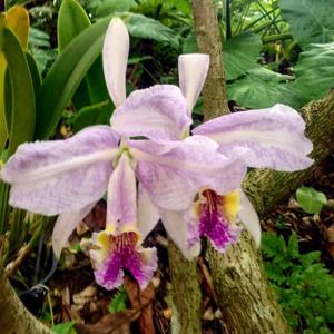 Cattleya lueddemanniana