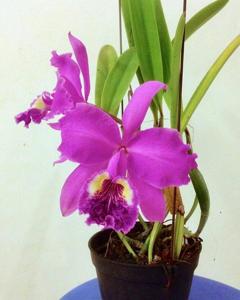 Cattleya lueddemanniana