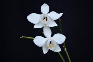 Phalaenopsis aphrodite