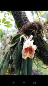 Benzingia reichenbachiana