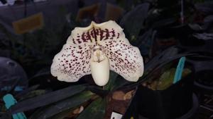 Paphiopedilum leucochilum