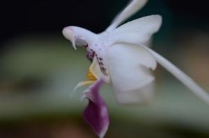 Phalaenopsis parishii